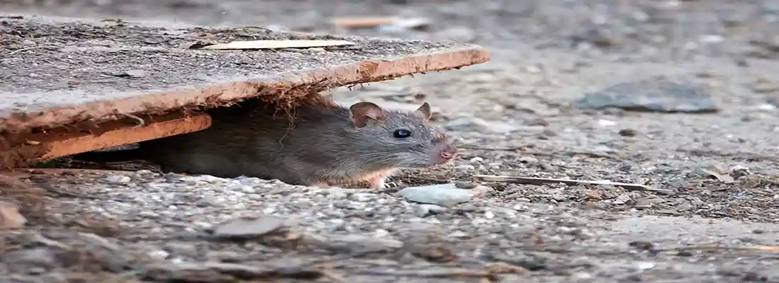 Empresa de control de ratas Santa Úrsula