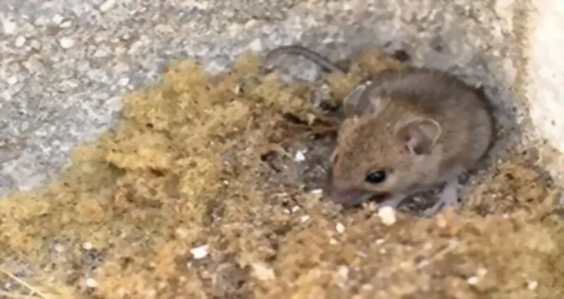 Empresa de control de ratas Poyo